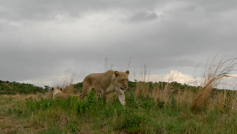 pareja de leonas en el prado con un territorio de marcaje de orina