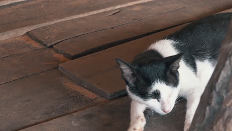 Katze-Entspannt-Sich-Auf-Einigen-Freiliegenden-Dielen-1