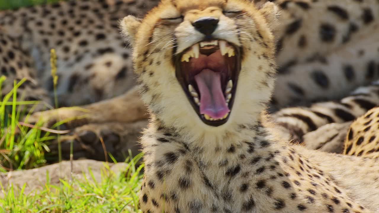 disparo en cámara lenta de detalle de primer plano disparo de guepardo bostezando acostado en el sol colorido brillante, vida silvestre africana en masai mara, kenia, áfrica animales de safari en masai mara north conservancy