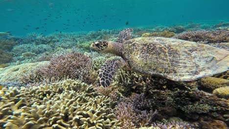 the camera approaches a hawksbill sea turtle swimming gracefully over a lush coral reef in the clear blue waters of the great barrier reef, australia, viewed from the side