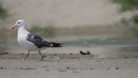 seagull walks through frame in slow motion 4k