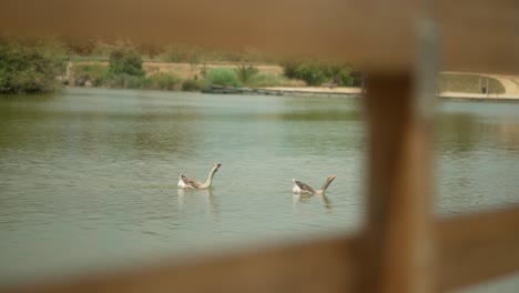 two-ducks-swimming-i-a-lake-together,-behind-wooden-fence-shot