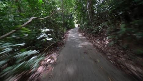 Conduzca-Por-La-Carretera-Con-Un-árbol-Verde.