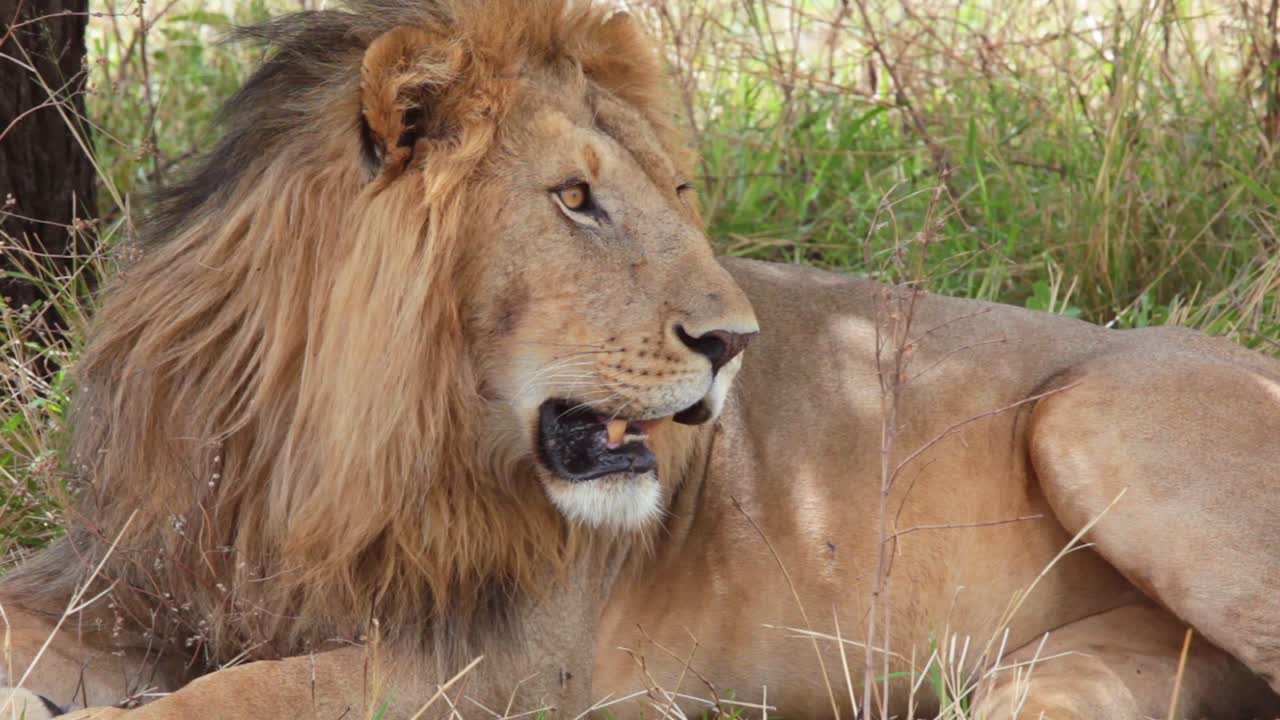 hermoso primer plano de un orgulloso león macho en un safari en el monte del serengeti, tanzania, áfrica