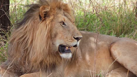 hermoso primer plano de un orgulloso león macho en un safari en el monte del serengeti, tanzania, áfrica