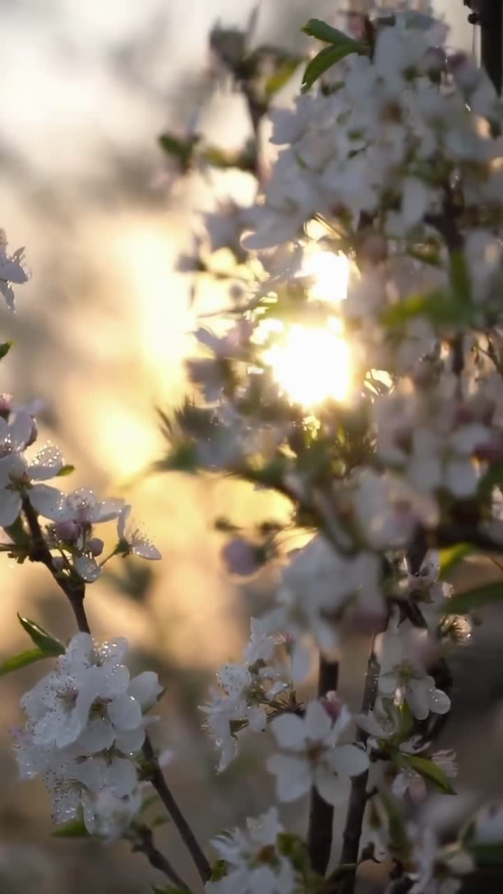 Close-up video of blossoms at sunset, capturing soft light and delicate details from a low angle