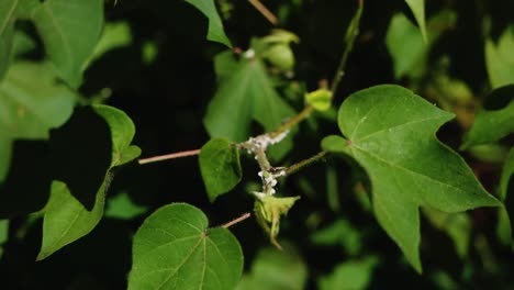 Mohos-En-Las-Ramas-De-Las-Plantas-De-Algodón-Americano-(upland)