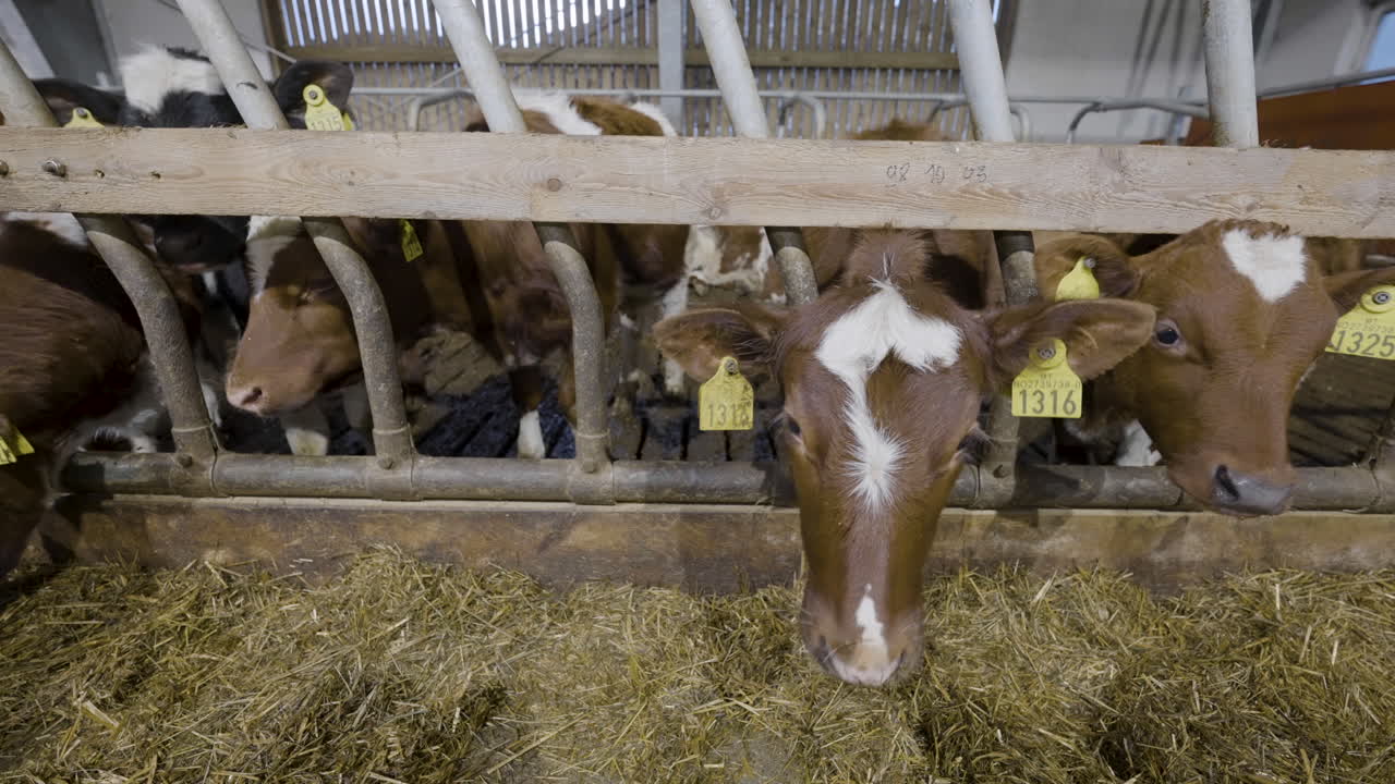 Norwegian Red Cattle With Ear Tags On Their Stall At The Farm - close up shot