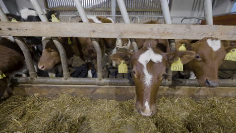 Norwegian-Red-Cattle-With-Ear-Tags-On-Their-Stall-At-The-Farm---close-up-shot