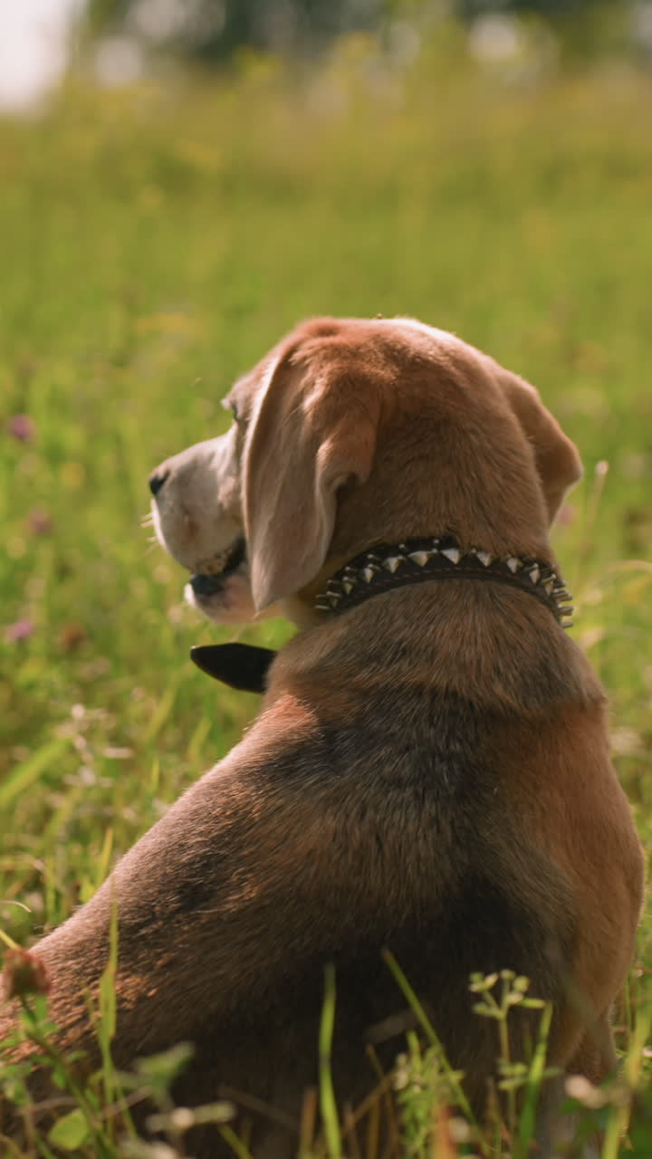 vista trasera de un perro sentado en un campo de hierba bajo la cálida luz del sol, mirando a la distancia con una postura relajada, el perro parece tranquilo y contento, rodeado de hierba verde y flores púrpuras, en un día soleado