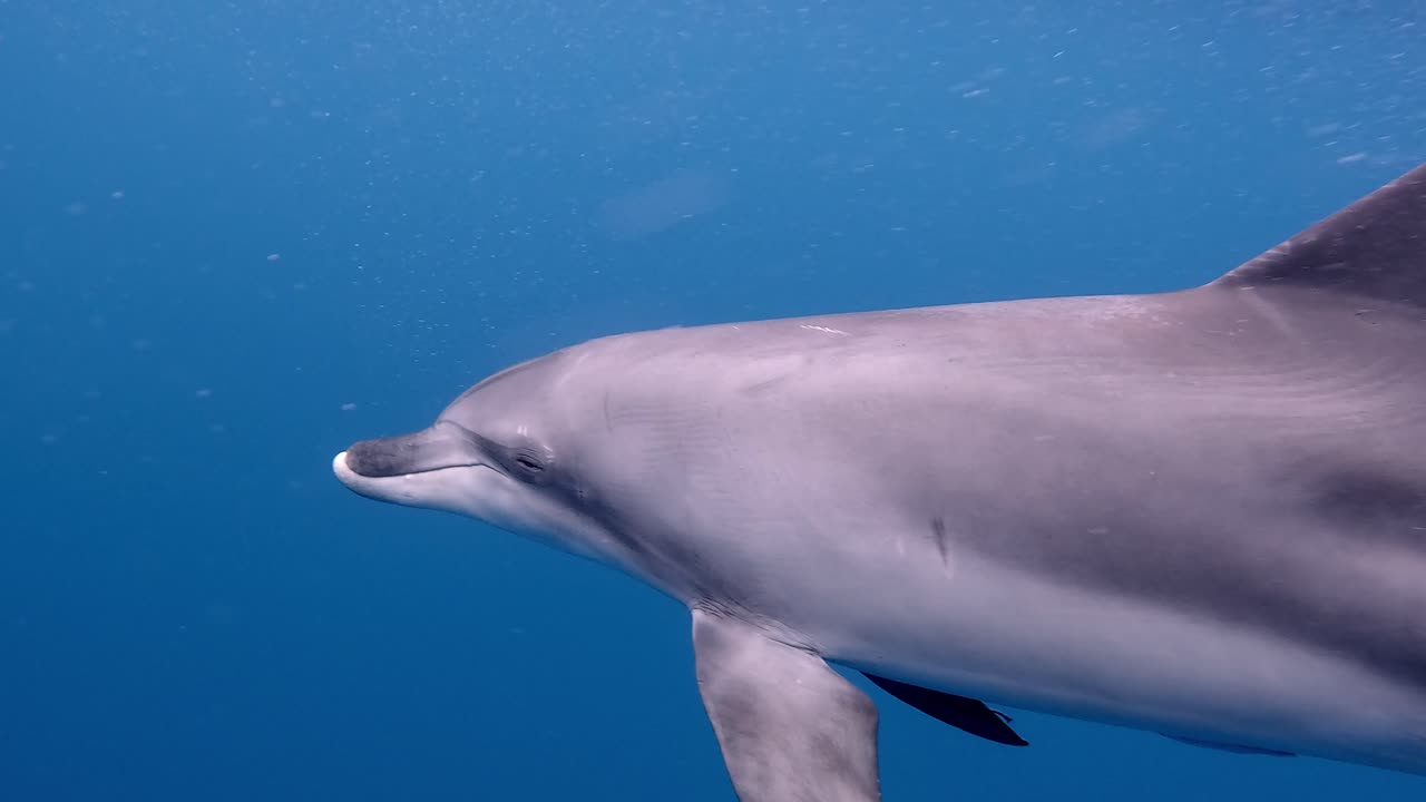 Bottlenose Dolphin Swimming Under The Blue Sea. - closeup, underwater shot
