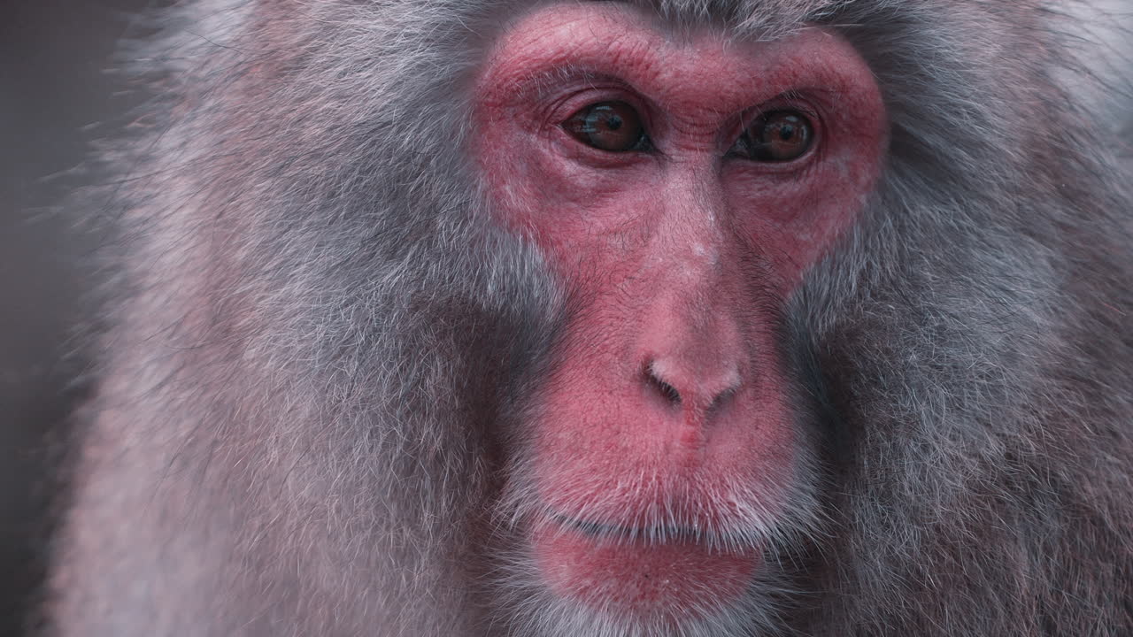 serenidad del mono de nieve: imágenes cautivadoras en cámara lenta de adorables primates relajándose en aguas termales en medio de montañas nevadas de jigokudani yaen koen, japón