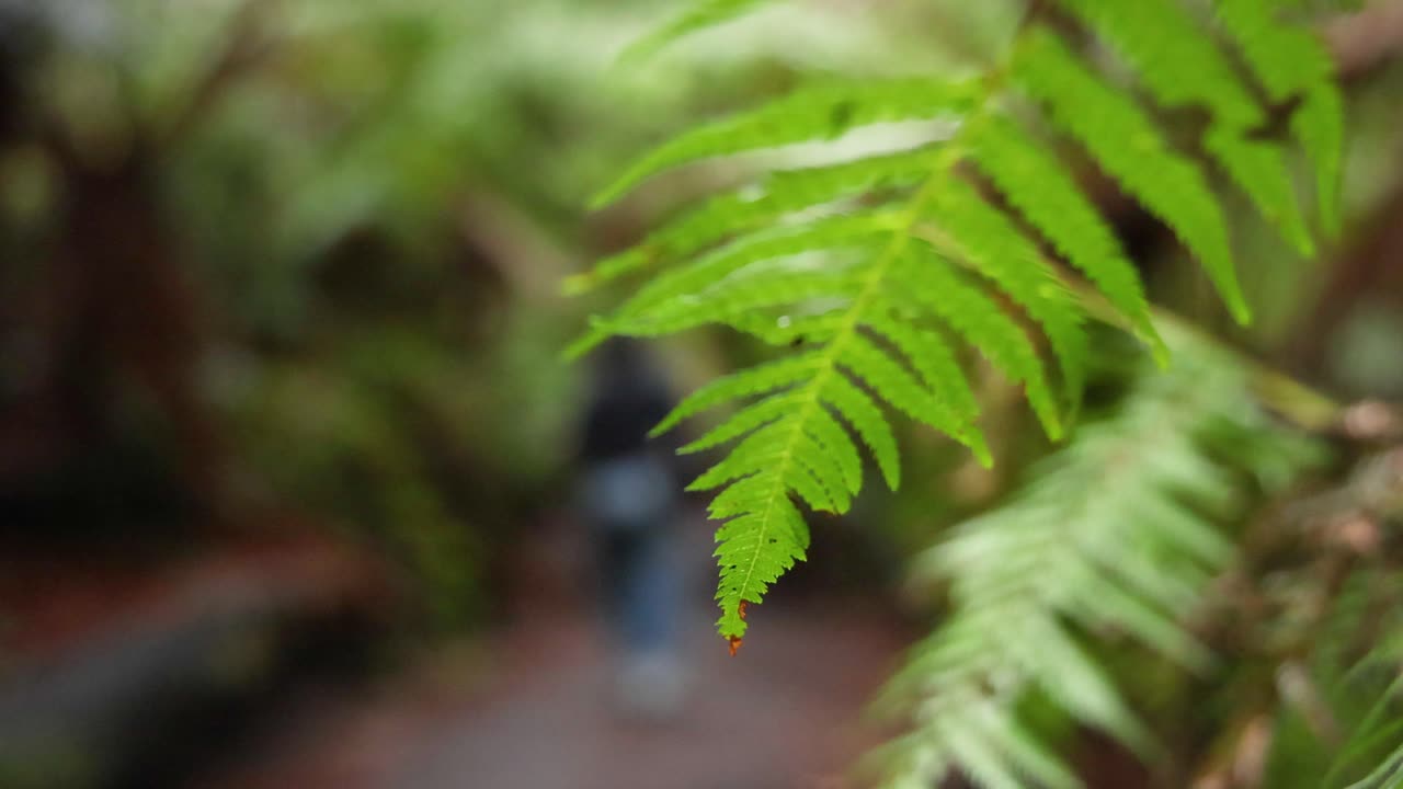 primer plano de helecho con fondo borroso