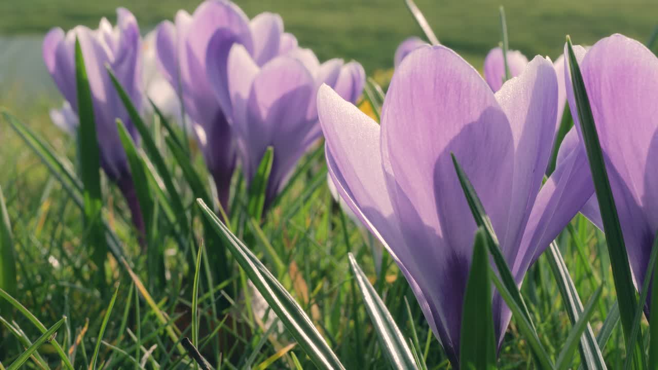 A close-up of vibrant purple crocus flowers blooming amid green grass, bathed in sunlight, showcasing delicate natural beauty.