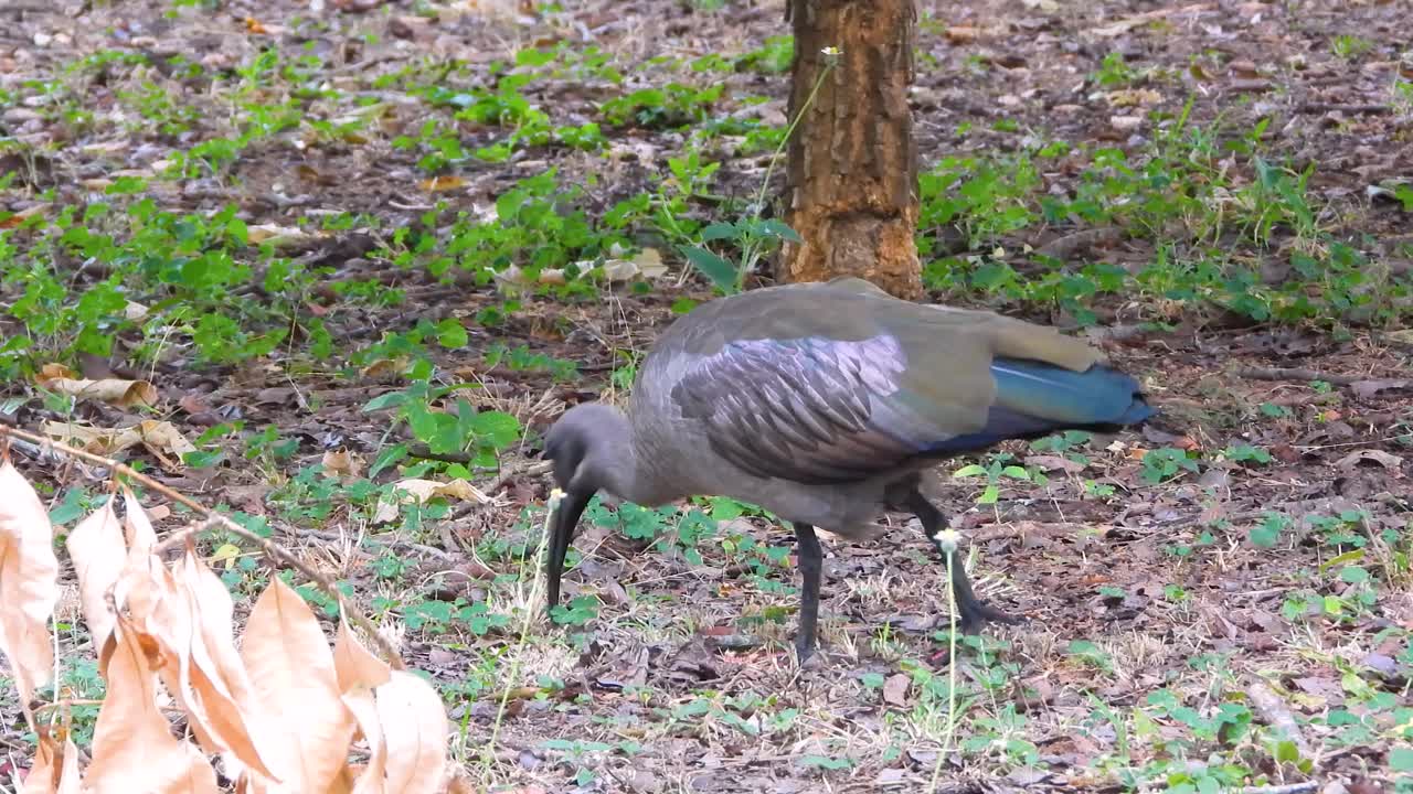 잔디에서 먹이를 먹는 회색 이비스