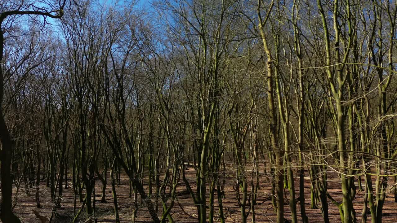 Alberi spogli nella foresta del Parco Nazionale Hoge Veluwe nei Paesi Bassi