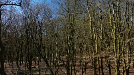 bald trees on the forest of hoge veluwe national park in netherlands