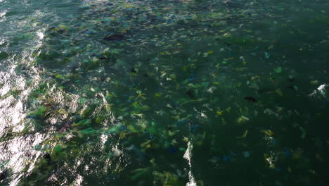 A-closeup-shot-on-the-dirty-sea-waters:-countless-plastic-debris-are-floating-close-to-the-surface