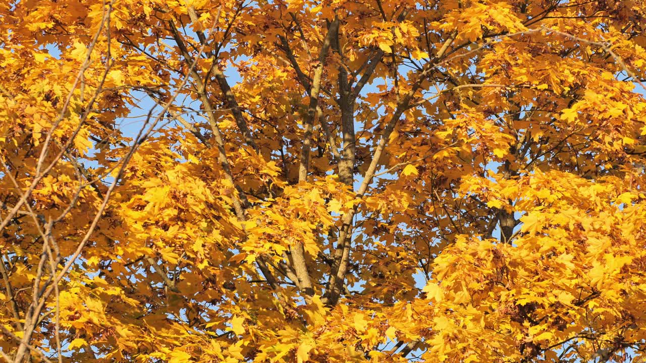 Slow camera tilt from tree crown to base revealing golden autumn leave - 4K.