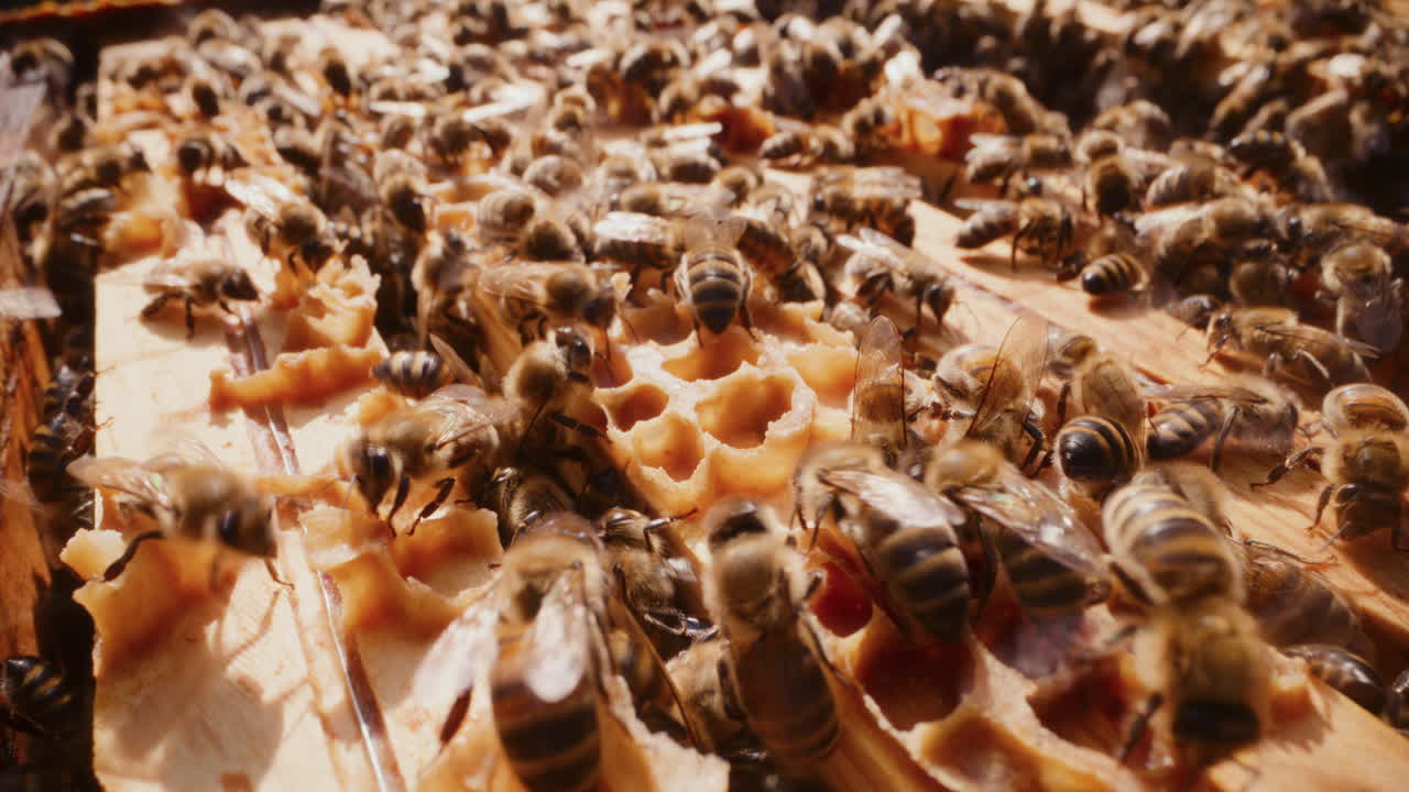 Bees actively work to produce honey in the hive.