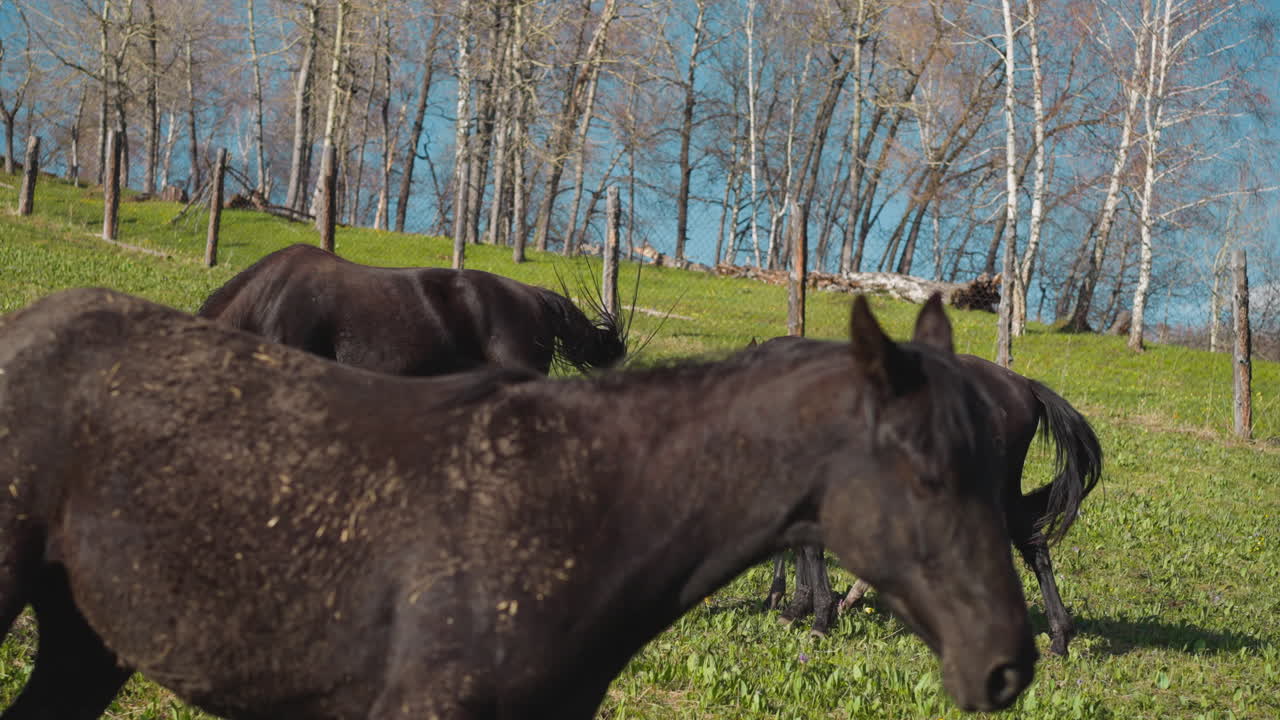 los caballos buckeye y los potros pequeños pastan libremente en la hierba jugosa