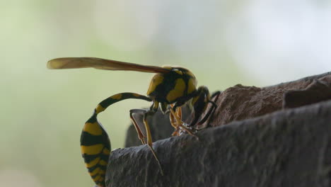 tiger wasp lays clay on its nest and builds the wall and flies off, busy female potter wasp propagate