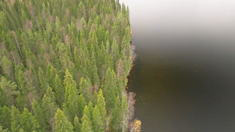 Fir-And-Birch-Trees-In-Autumn-Forest-On-The-Lakeshore-In-Sweden