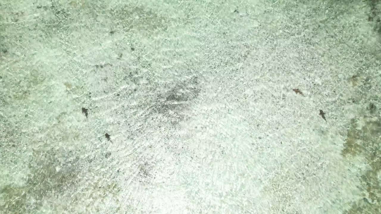 Aerial overview of pack of sharks swimming roaming shallow sandy waters in Venezuela