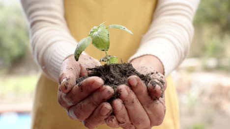 midsection of mature caucasian woman holding soil with seedling plant in garden, slow motion