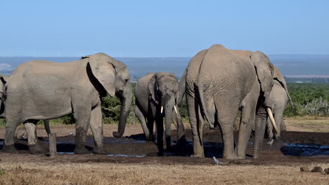 elefante africano uno retrocediendo lentamente de un toro grande en el pozo de agua