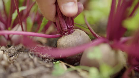 low angle of beetroot being pulled from garden soil