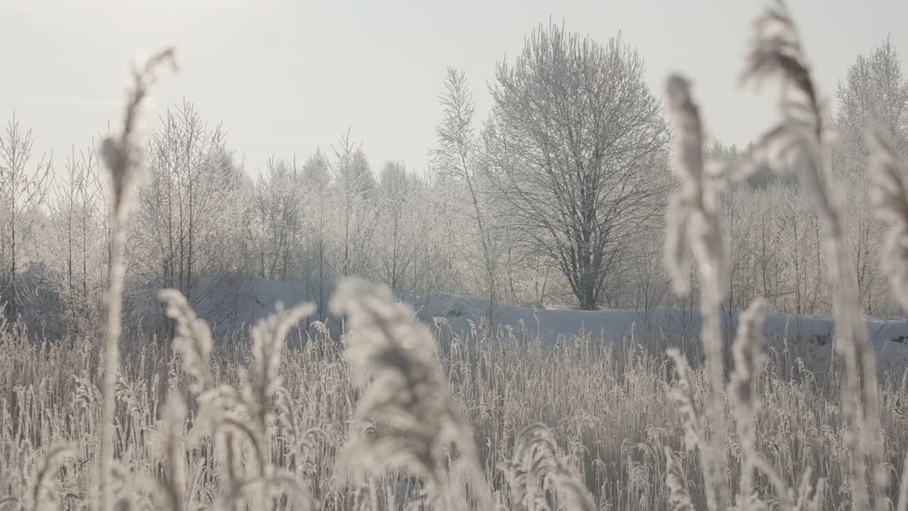 paisaje forestal de invierno con heladas