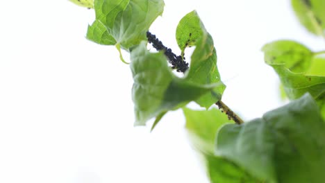 bug infested tree branch on white background