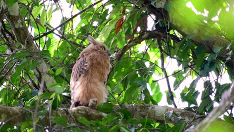 the buffy fish owl is a big owl and yet the smallest among the four fish owls