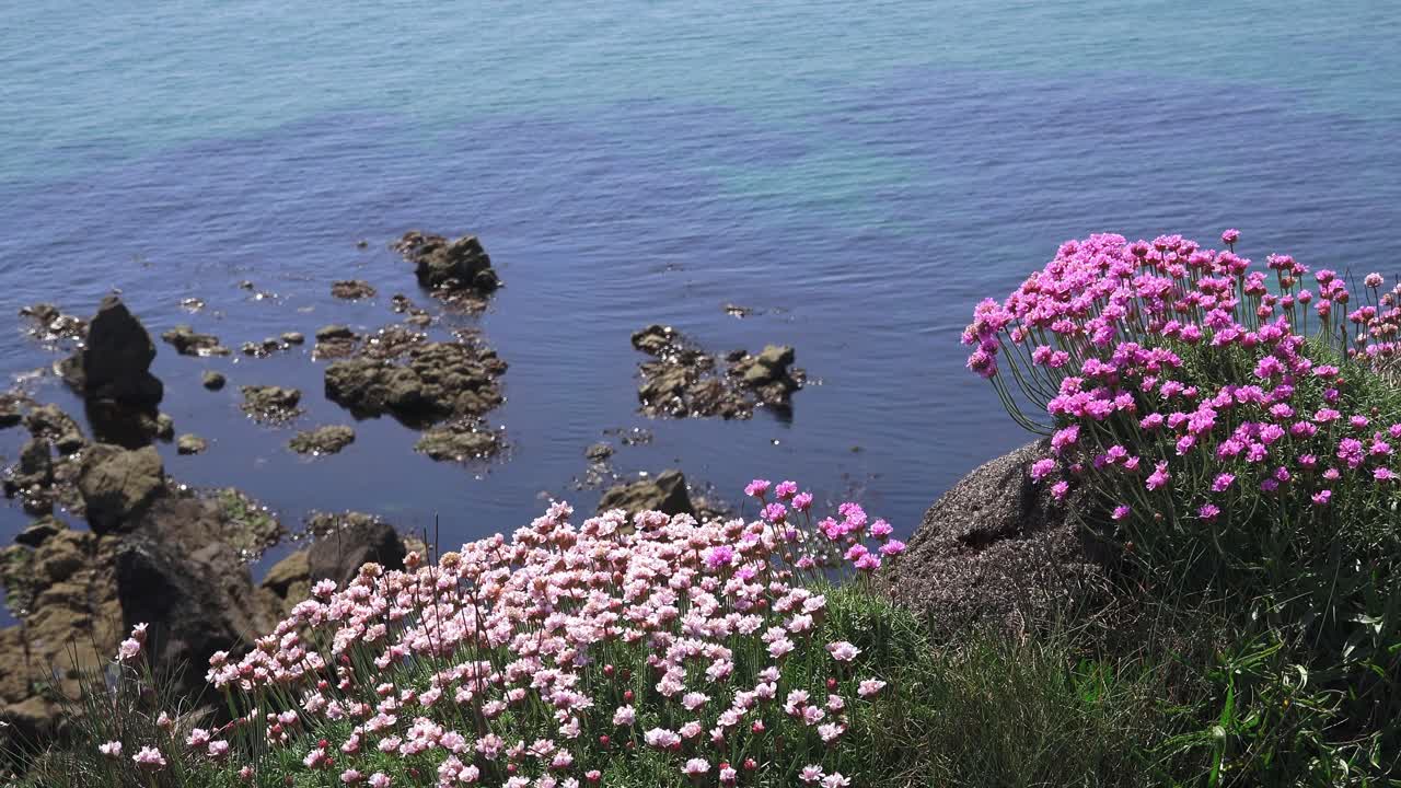 Seapinks on a cliff above blue waters Copper Coast Waterford Ireland epic locations