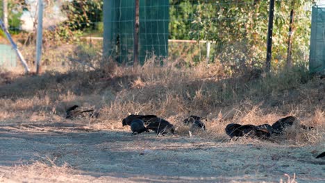 Outback-Der-Australischen-Raben