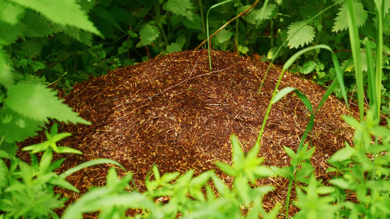 Ant hill nestled in lush green foliage, surrounded by ferns and grass. No people visible. Nature's quiet activity shown in detail. Perfect for documentaries, nature blogs