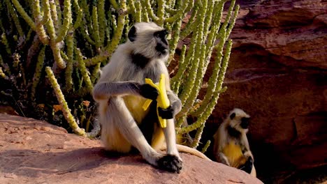 gray langur monkey eats banana sitting on a cliff