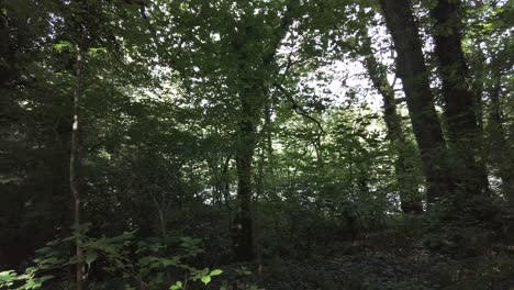 panorámica a través de la densa maleza en un antiguo bosque en la zona rural de gran bretaña