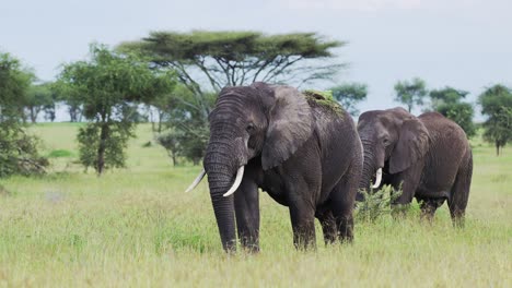 Slow-Motion-African-Elephants-in-Tanzania-in-Africa,-Walking-at-Ngorongoro-Conservation-Area-in-Ndutu-National-Park,-African-Animals-on-Wildlife-Safari-with-African-Savanna-Scenery