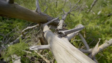 Backward shot of broken tree in the forest