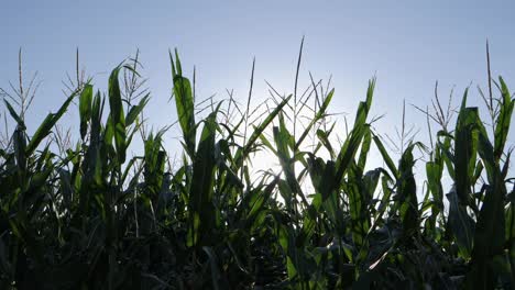 Corn-Stalks-Ready-for-Harvest-in-Maize-Farm-Field,-Sun-Flare