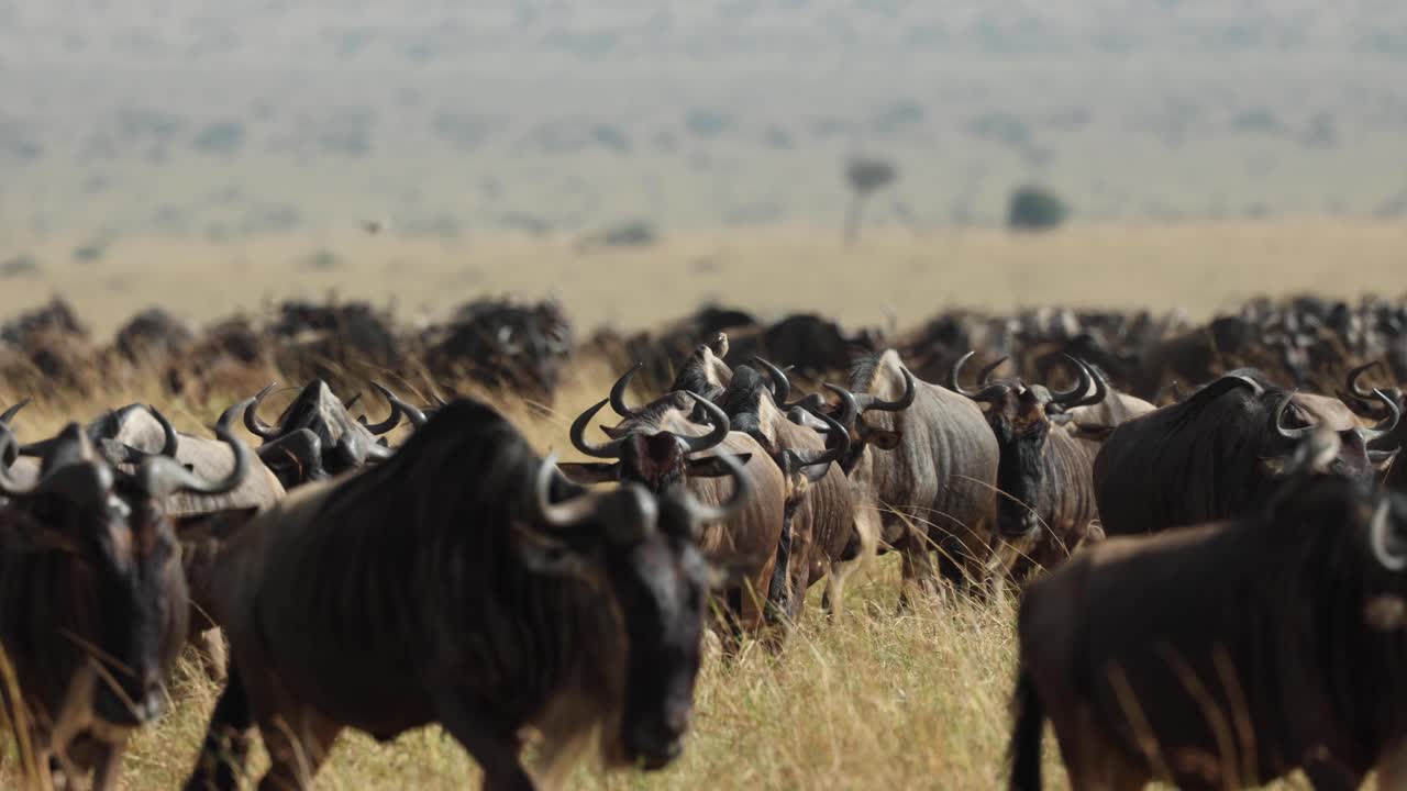 A big herd of wildebeest making their way through the grassland of the Masai Mara, Kenya