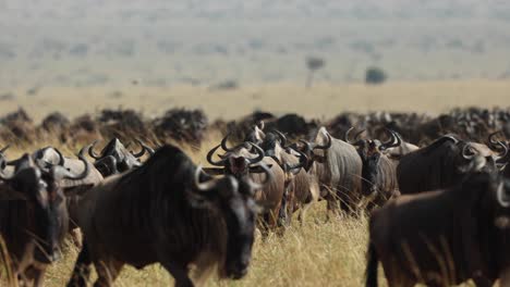 una gran manada de ñus abriéndose paso a través de los pastizales de masai mara, kenia