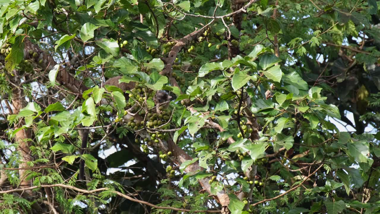 작은 이빨 야자 사향 고양이 arctogalidia trivirgata는 먹을 것을 찾기 위해 열매를 맺는 나무의 잎사귀 내에서 오른쪽으로 움직이는 것을 보았습니다. 태국 카오 야이 국립 공원