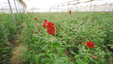 Florist-working-in-a-rose-greenhouse.