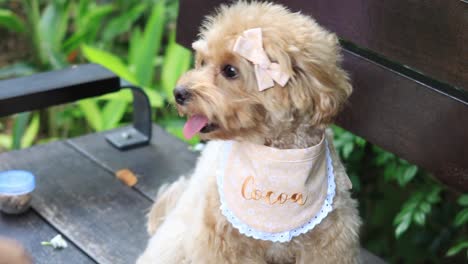 un lindo cachorro de cockapoo sentado en un banco del parque
