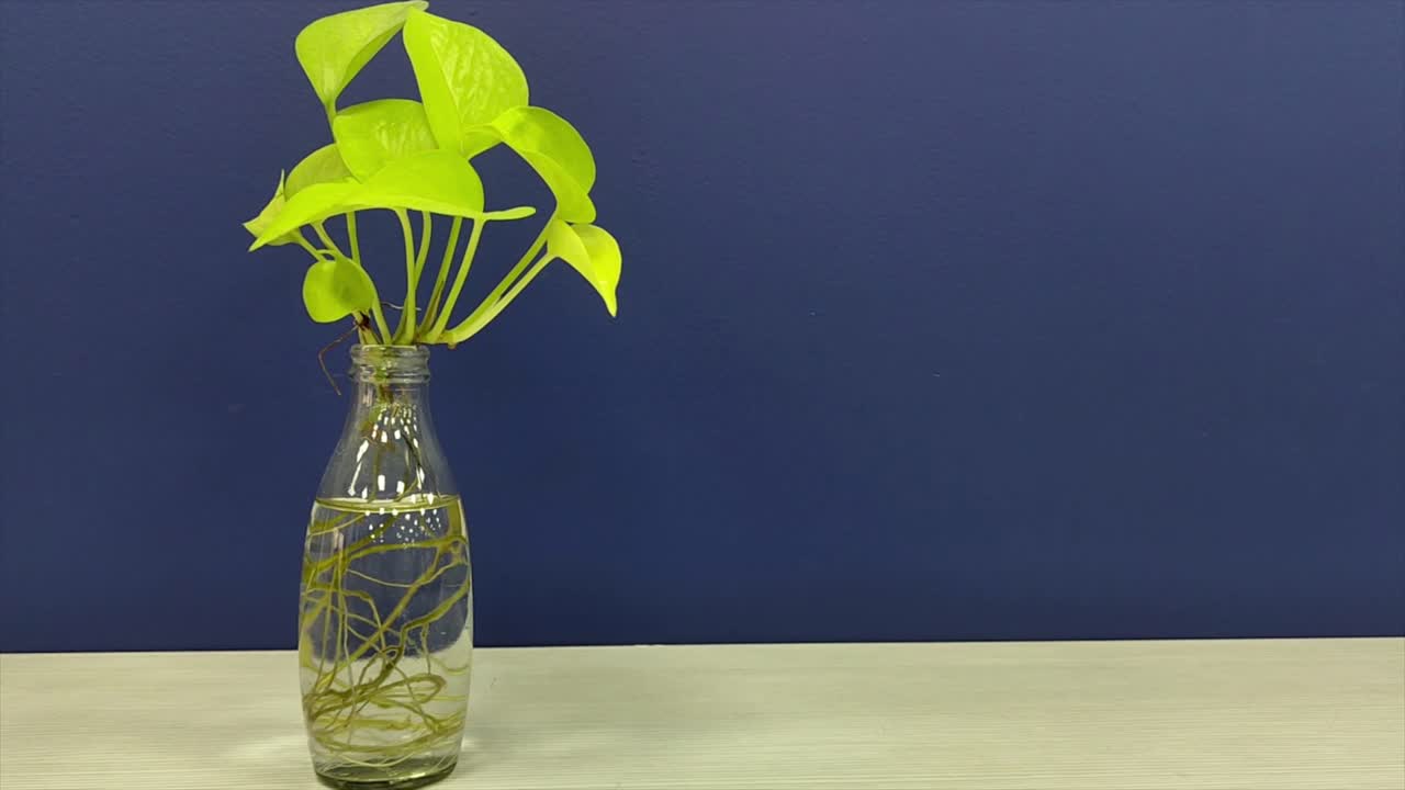 Close-up footage of vibrant money plant thriving in glass bottle filled with water, visible roots against stylish blue background. eco-friendly, minimalist and home decor themes.