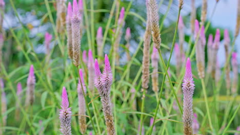 Close-up-footage-of-cockscomb-grows-and-blooming-in-garden