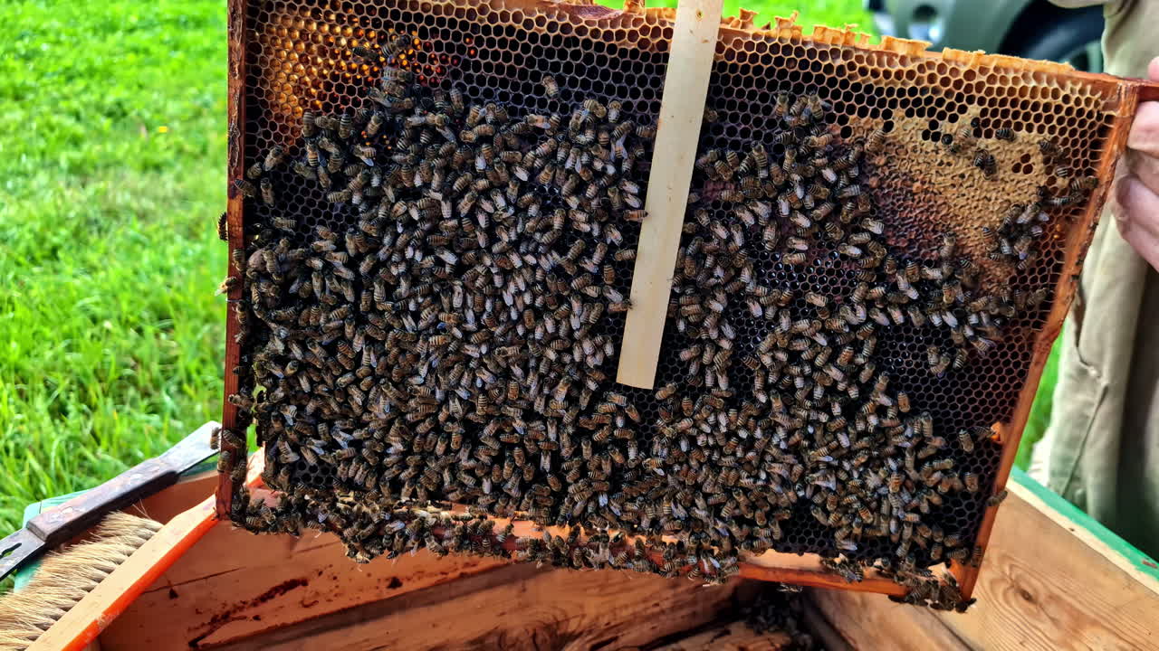 Someone lifts a hive on a honey bee farm